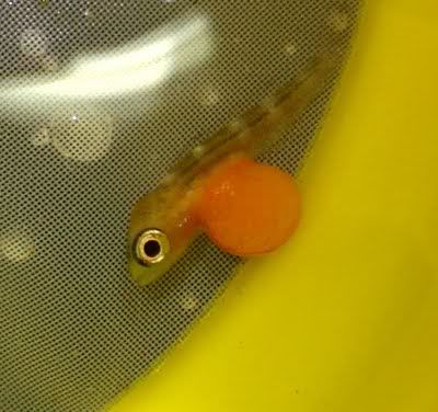 paracyprichromis brieni katete (alex)