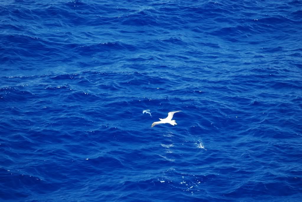 Image result for MARI SI OCEANE