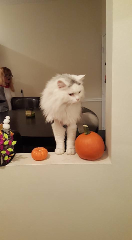 Forum Image: http://i930.photobucket.com/albums/ad143/ryuuchikiyu/image_14.jpeg