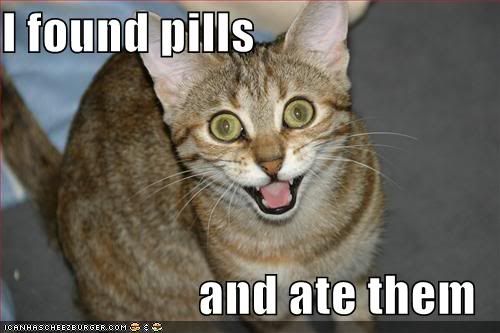  photo lolcat-funny-picture-found-pills-ate-eat.jpg