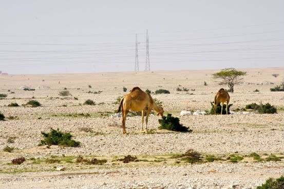 Camels of thier natural habitat | Qatar Living