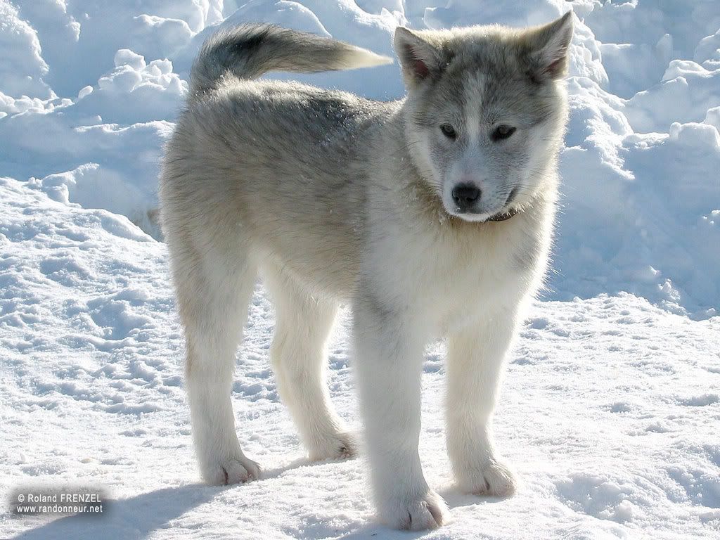 Husky Pup Pictures