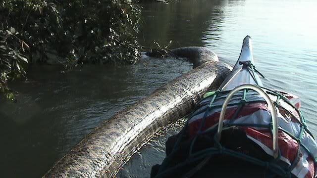 Croc Eating Anaconda