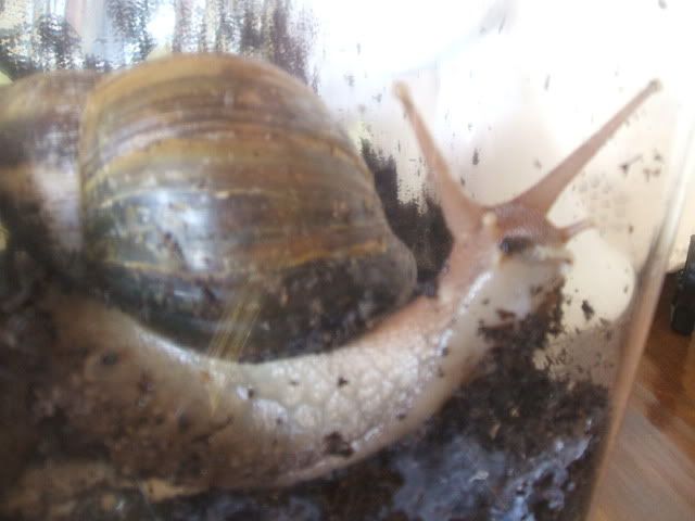 snails3.jpg