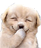 Dog laughing emoticon