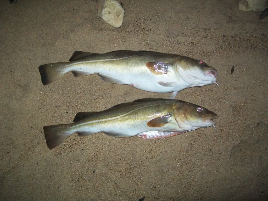cod007.jpg