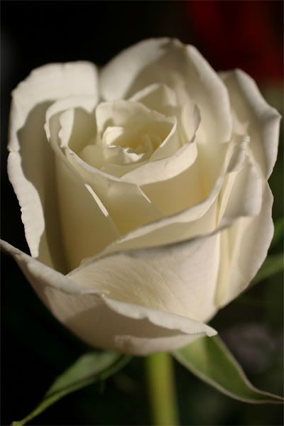 animated white rose Pictures, Images and Photos