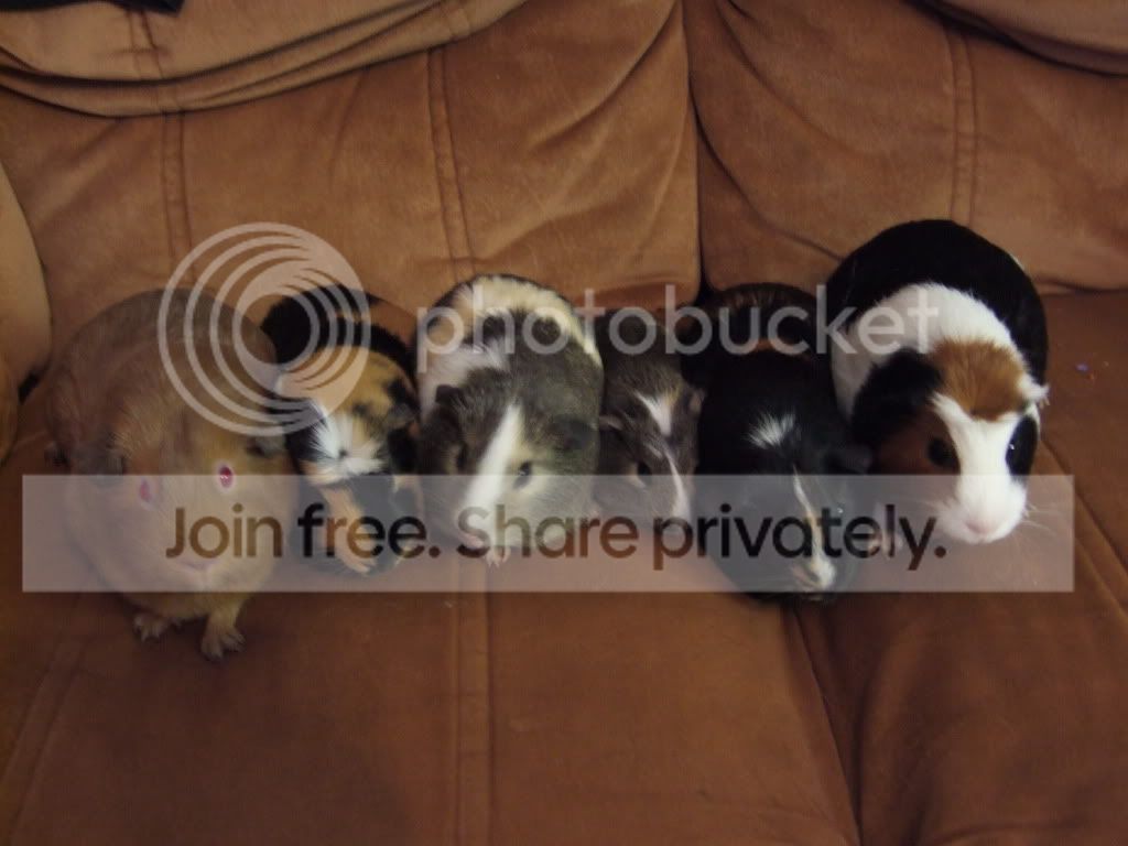 cakepigs012.jpg