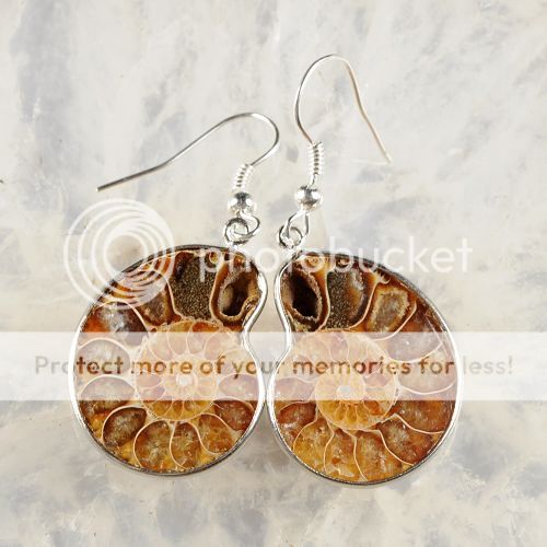 w41070 Ammonite fossil earrings  